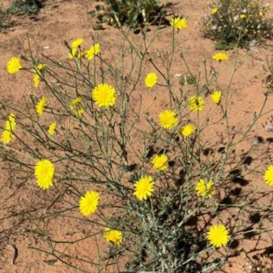 بذور العضيد - اليعضيد  ( Urospermum picroides )
