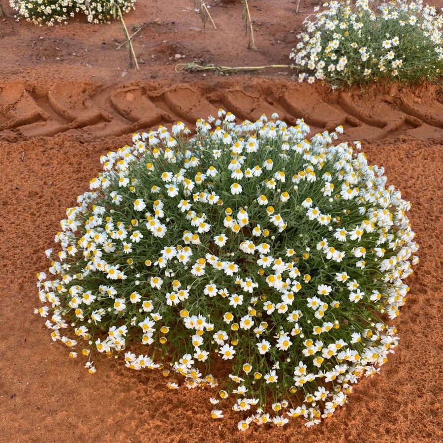 بذور القحويان - الاقحوان البري ( anthemis deserti )