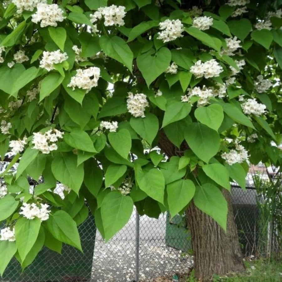 بذور شجرة الكاتالبا الشمالية ( Catalpa speciosa )