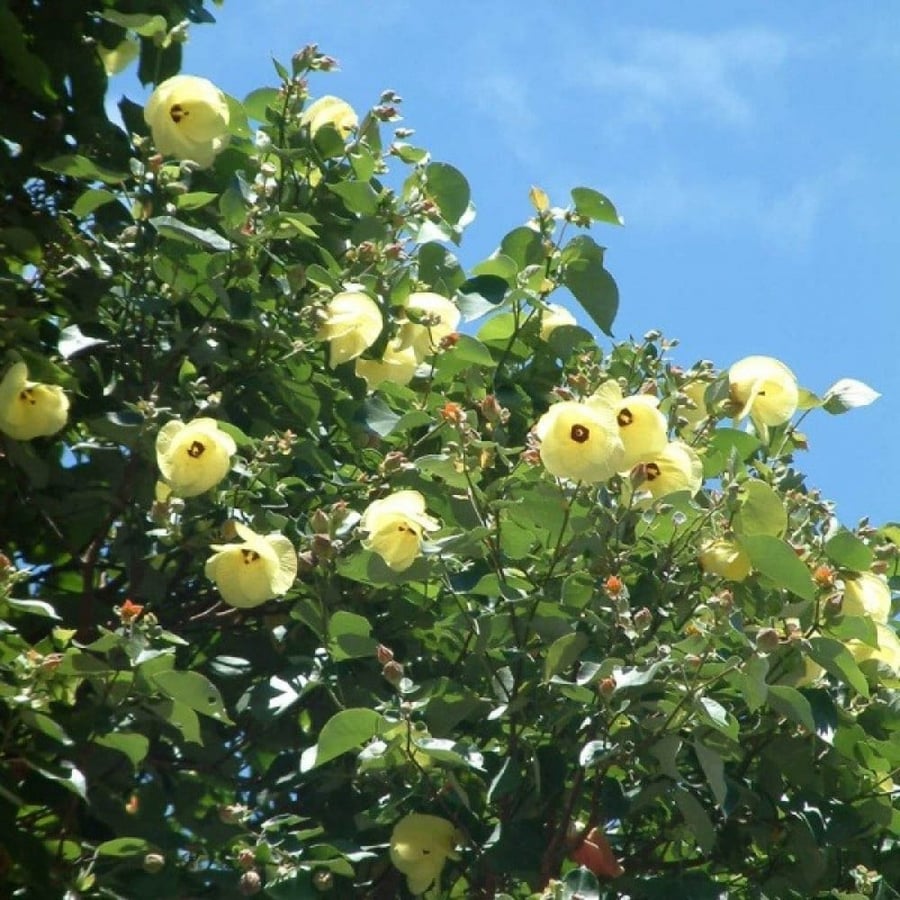 بذور الخبازي الساحلي ( Hibiscus Tiliaceus )