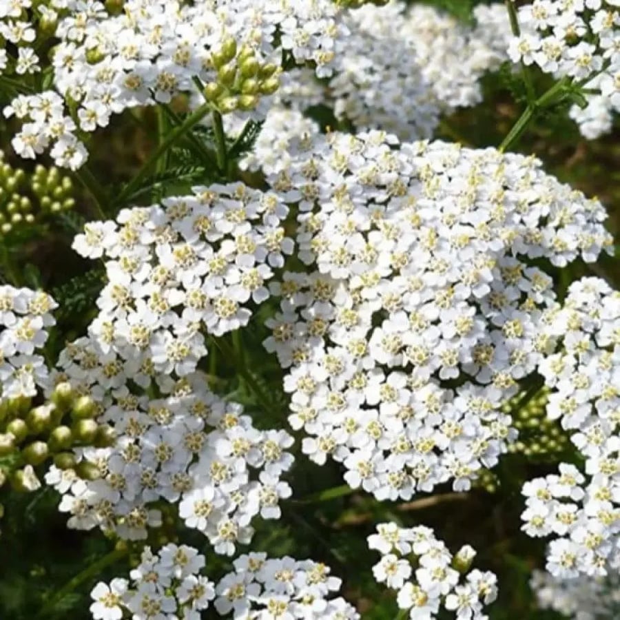 بذور زهور الأخيلية البيضاء ( Achillea millefolium )