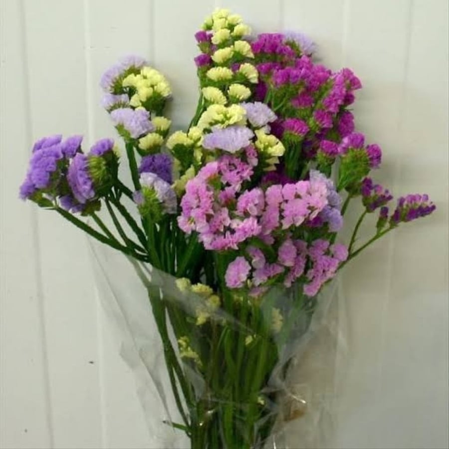 بذور زهرة العويذران - ستاتيس - ليمونيوم ( Limonium sinuatum )