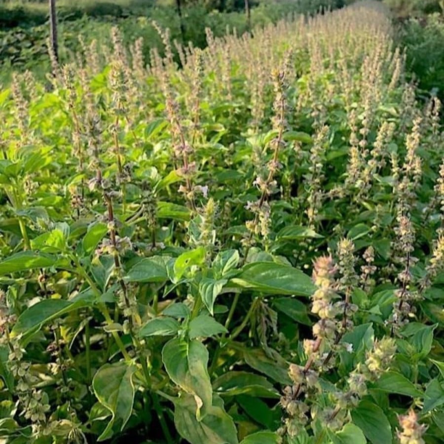 بذور الريحان الليموني - الحبق الأفريقي ( Ocimum x africanum )