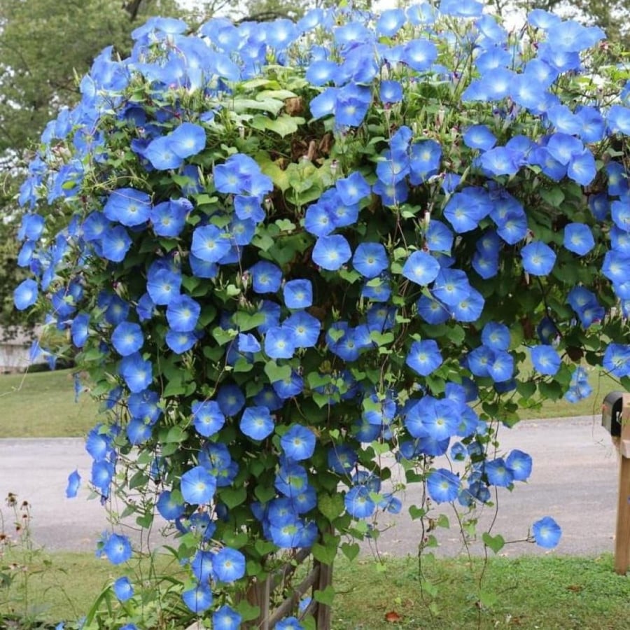 بذور متسلقة مجد الصباح السماويه ( Ipomoea tricolor )
