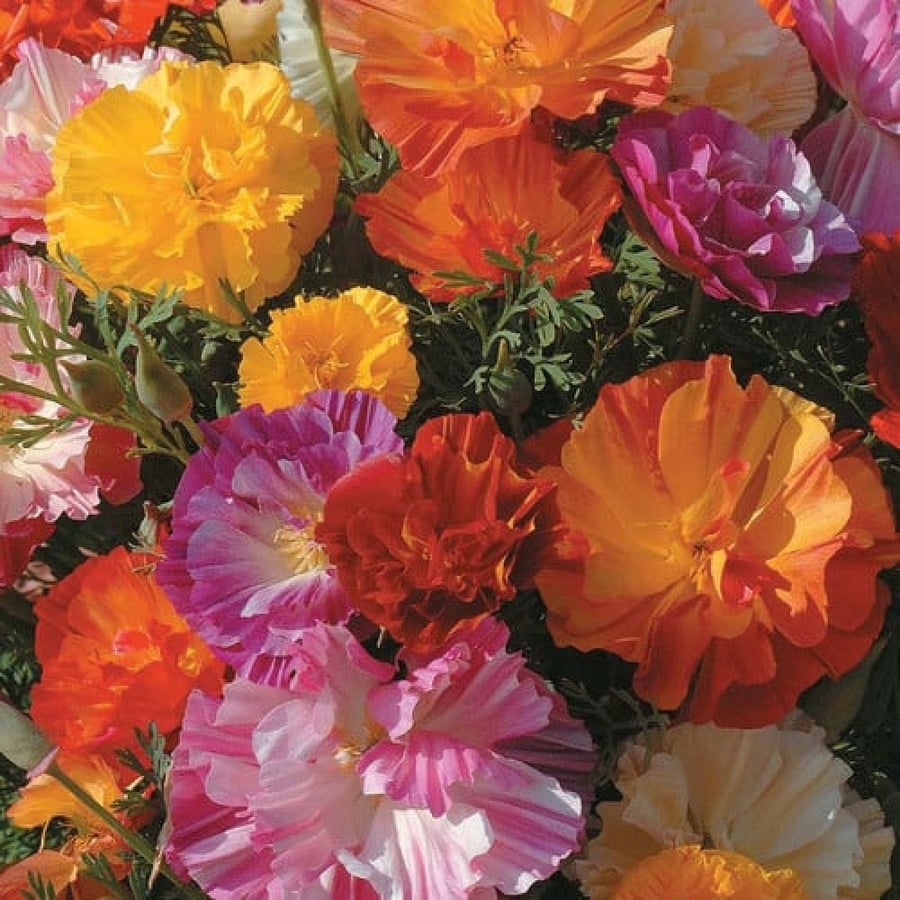بذور ديدحان كاليفورنيا متعدد البتلات ( Eschscholzia californica )