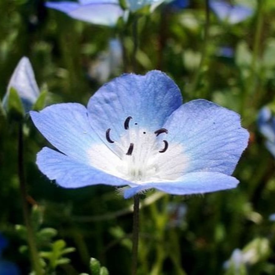 بذور زهرة عيون الطفل الزرقاء ( Nemophila menziesii )