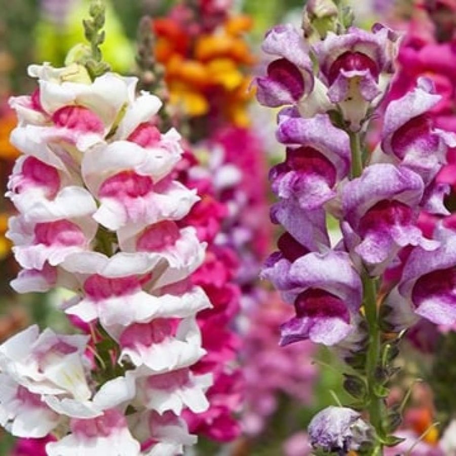 بذور زهرة فم السمكة - انترهيم ( Antirrhinum majus )
