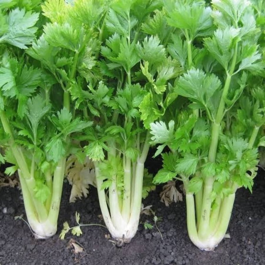 بذور نبات الكرفس ( Apium graveolens )
