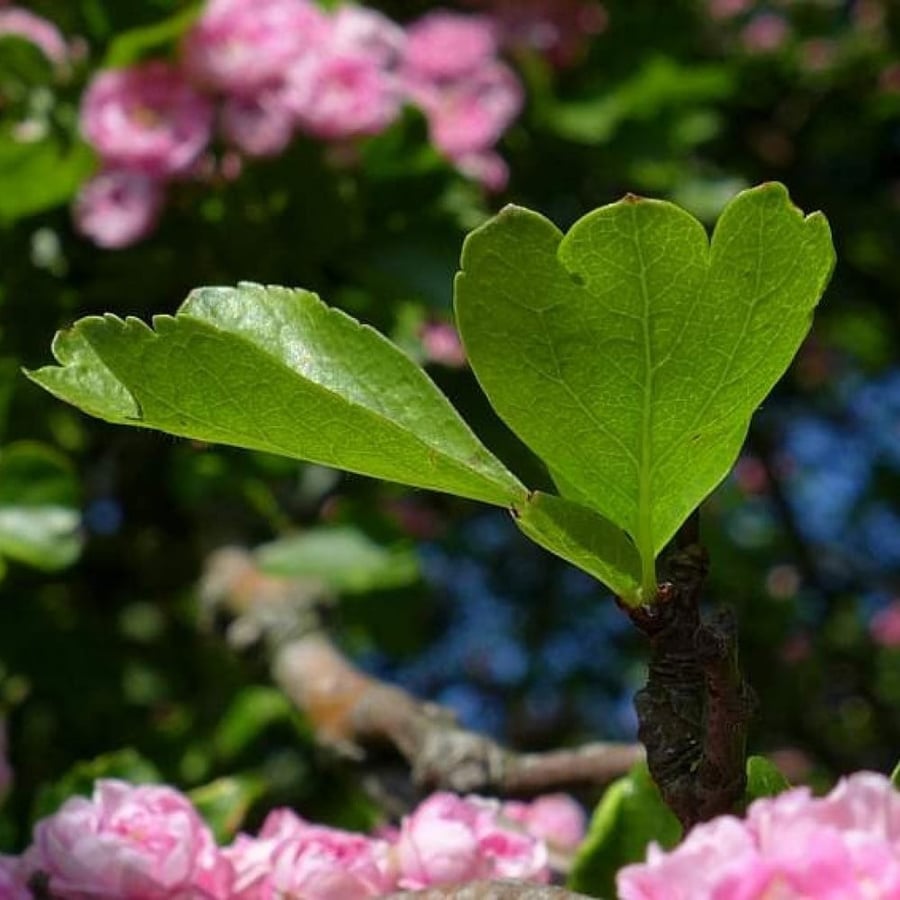 بذور شجرة الزعرور الانجليزي ( Crataegus laevigata )