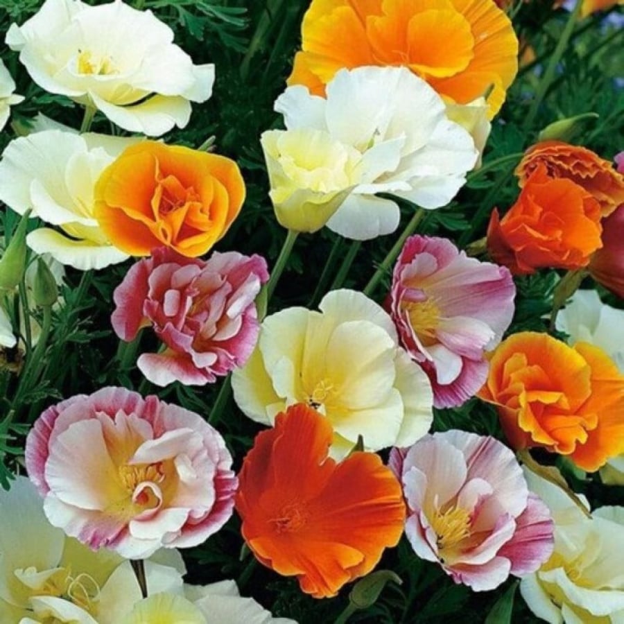 بذور ديدحان كاليفورنيا متعدد البتلات ( Eschscholzia californica )
