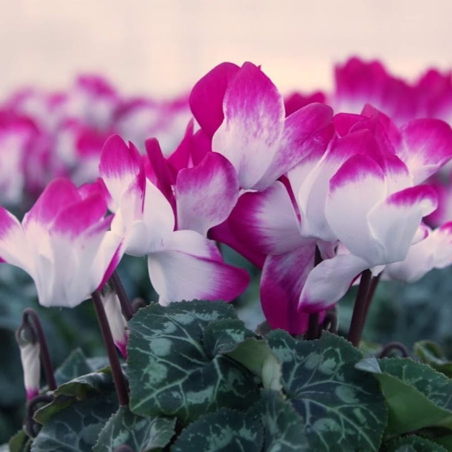 بذور زهرة بخور مريم - قرن الغزال ( cyclamen )