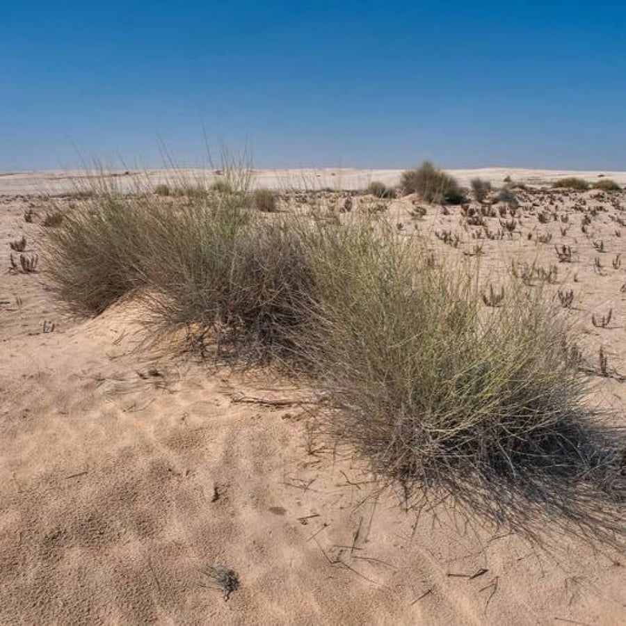 بذور شجيرة المرخ ( Leptadenia pyrotechnica )