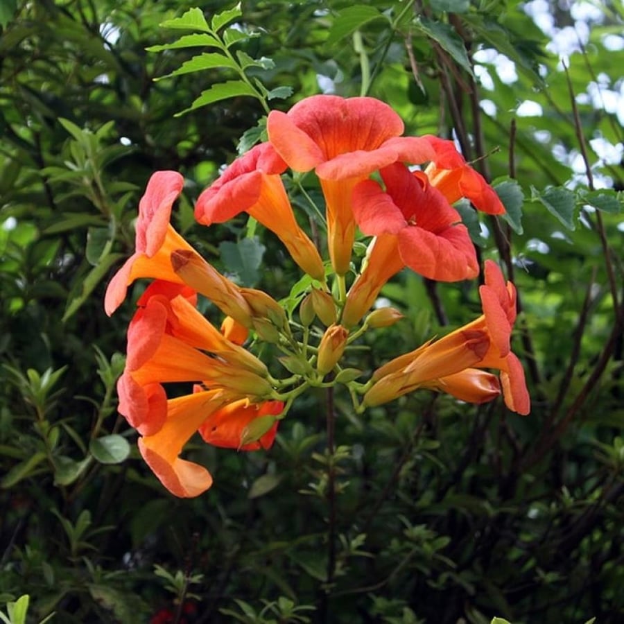 Climbing trumpet seeds