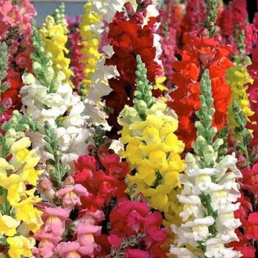 بذور زهرة فم السمكة - انترهيم ( Antirrhinum majus )