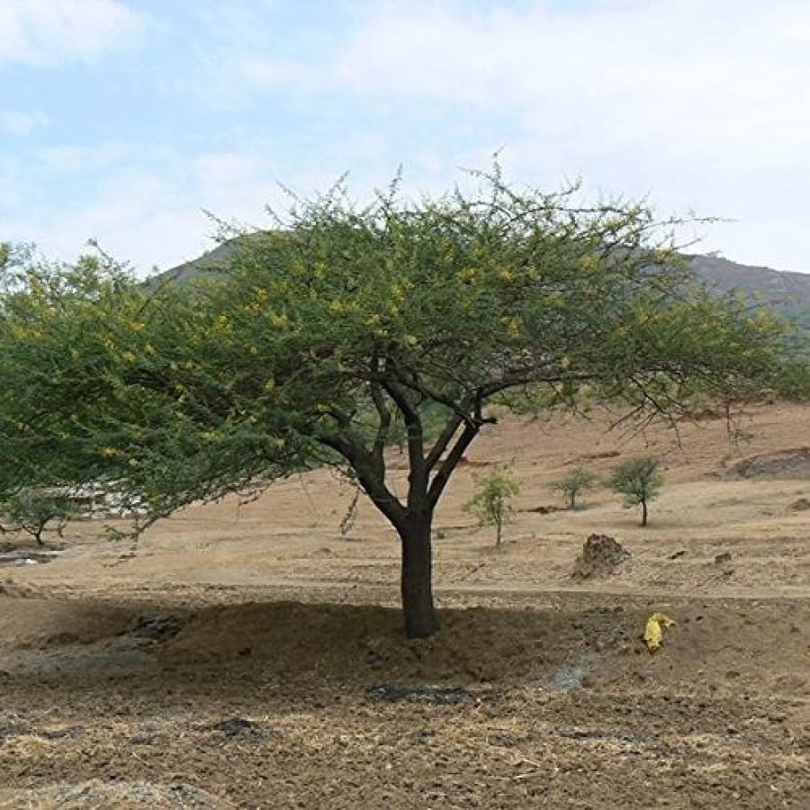 بذور شجرة الصمغ العربي - الهشاب ( Acacia senegal )