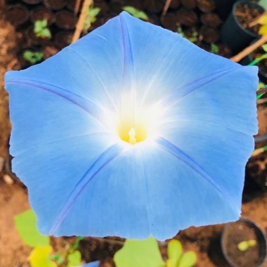 بذور متسلقة مجد الصباح السماويه ( Ipomoea tricolor )