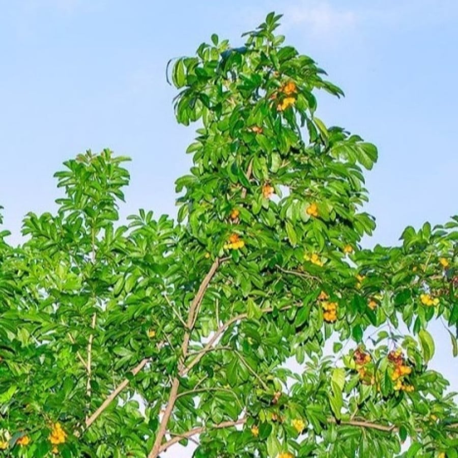 بذور شجرة هاربوليا - خشب التوليب ( Harpullia pendula )