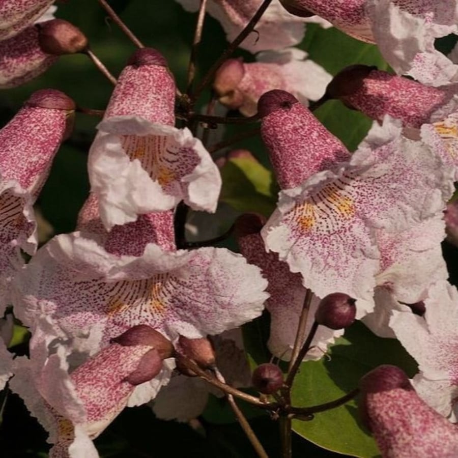 بذور شجرة الكاتالبا الوردية ( Catalpa Bungei )