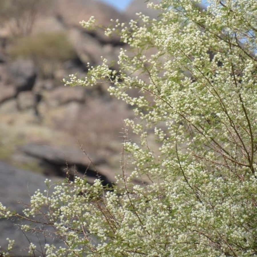 بذور سنط - طلح السيال ( Acacia johnwoodii )