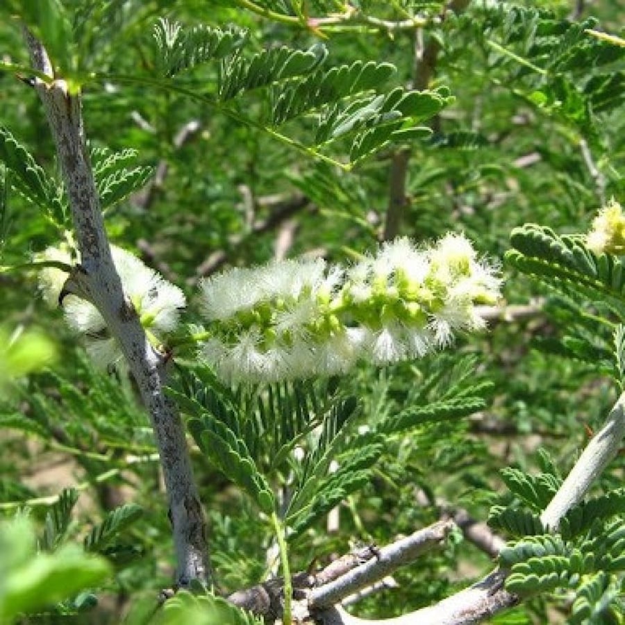 بذور شجرة الصمغ العربي - الهشاب ( Acacia senegal )