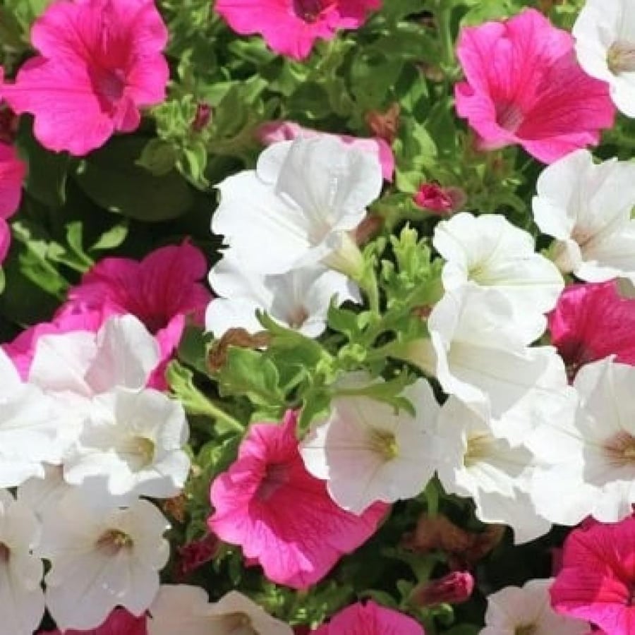 بذور زهرة البيتونيا ( petunia hybrida )