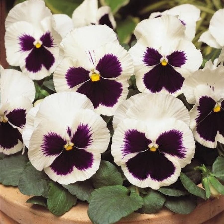 بذور زهرة بانسي - بنفسج الثالوث الأبيض ( Viola x wittrockiana )