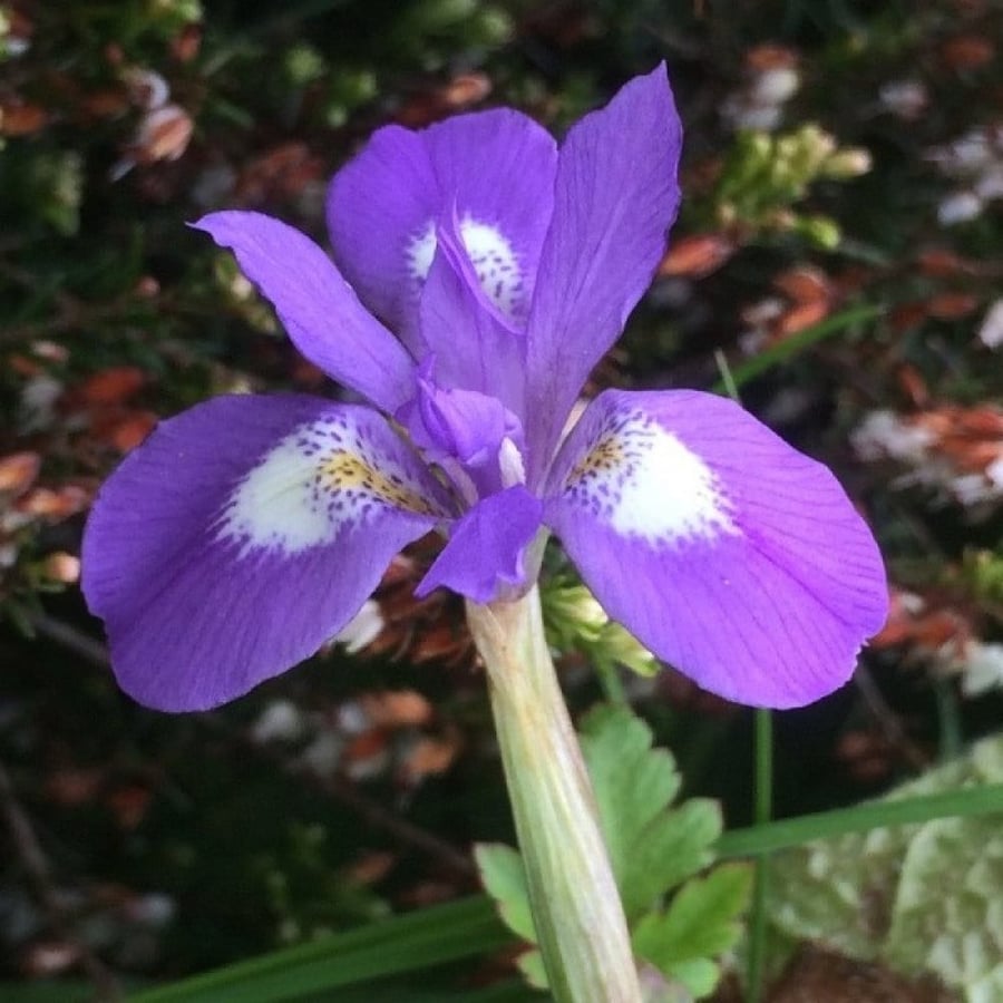 Wild Iris seeds