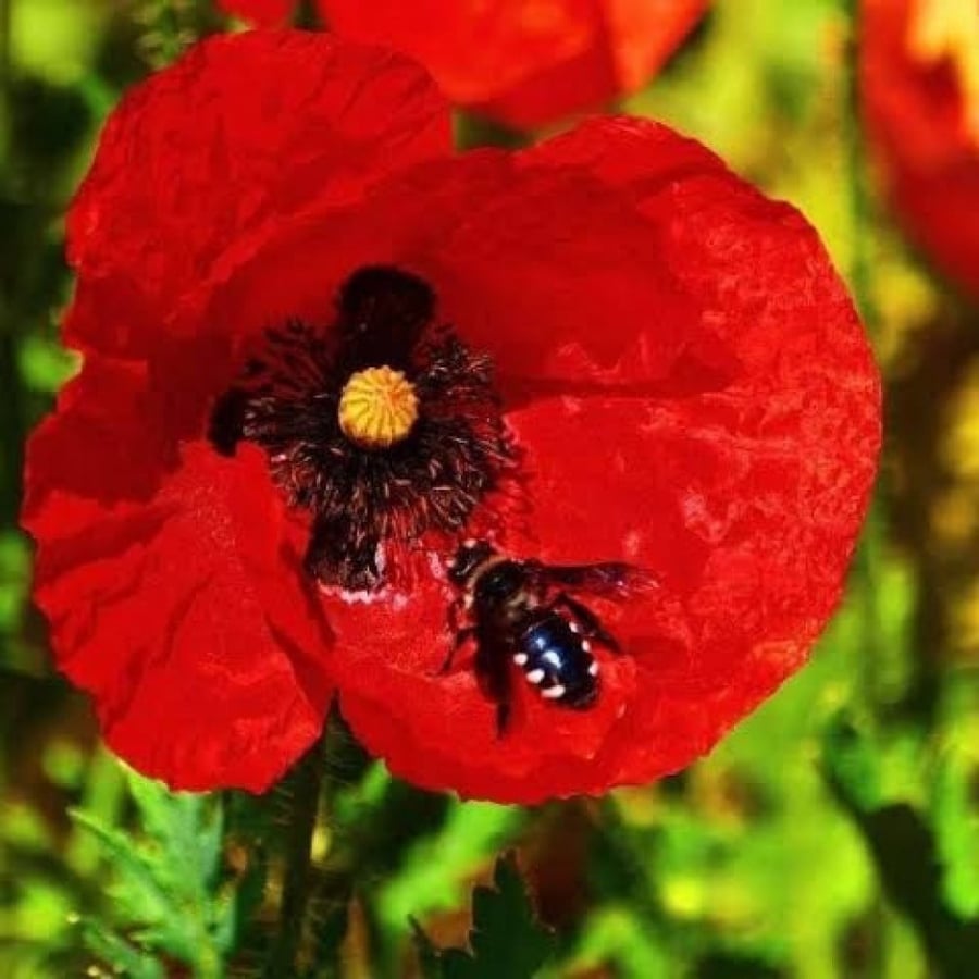 بذور زهور الديدحان الأحمر - شقائق النعمان ( Papaver glaucum )