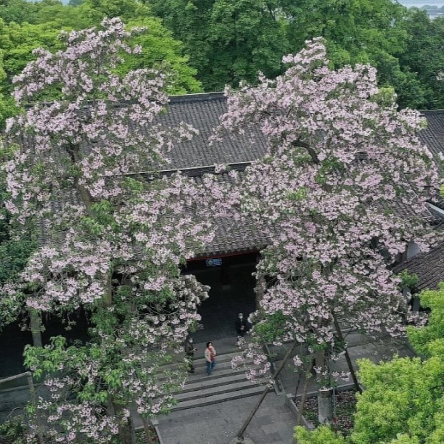 بذور شجرة الكاتالبا الوردية ( Catalpa Bungei )