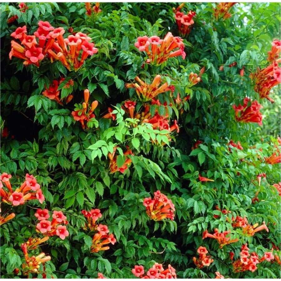 Climbing trumpet seeds