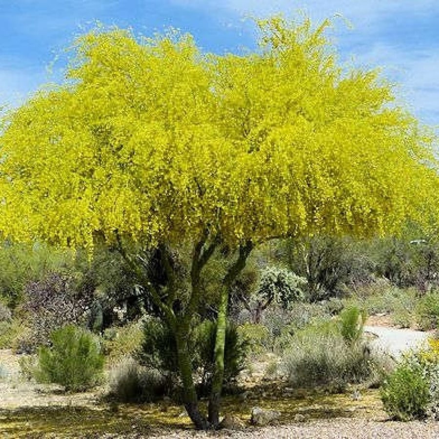 بذور شجرة‬ باركنسونيا فلوريدا‬ ( Parkinsonia florida )