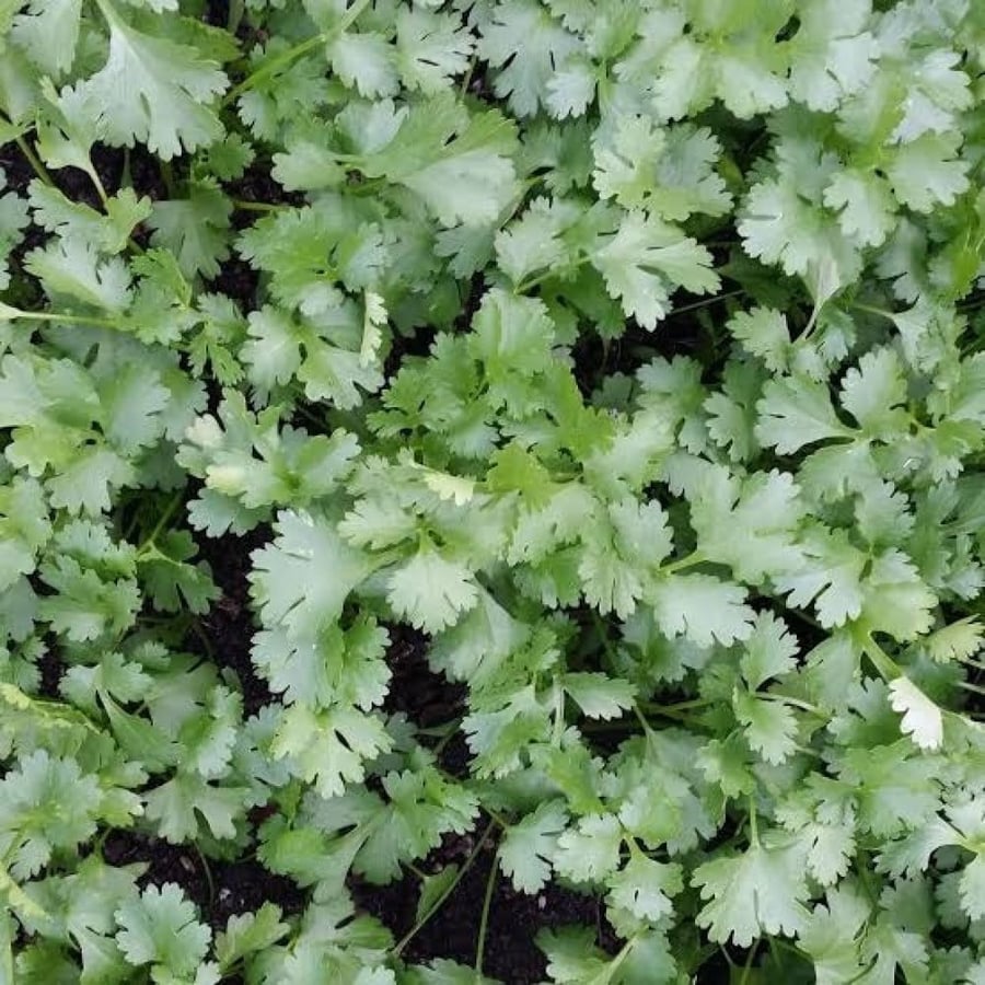 Coriander plant seeds