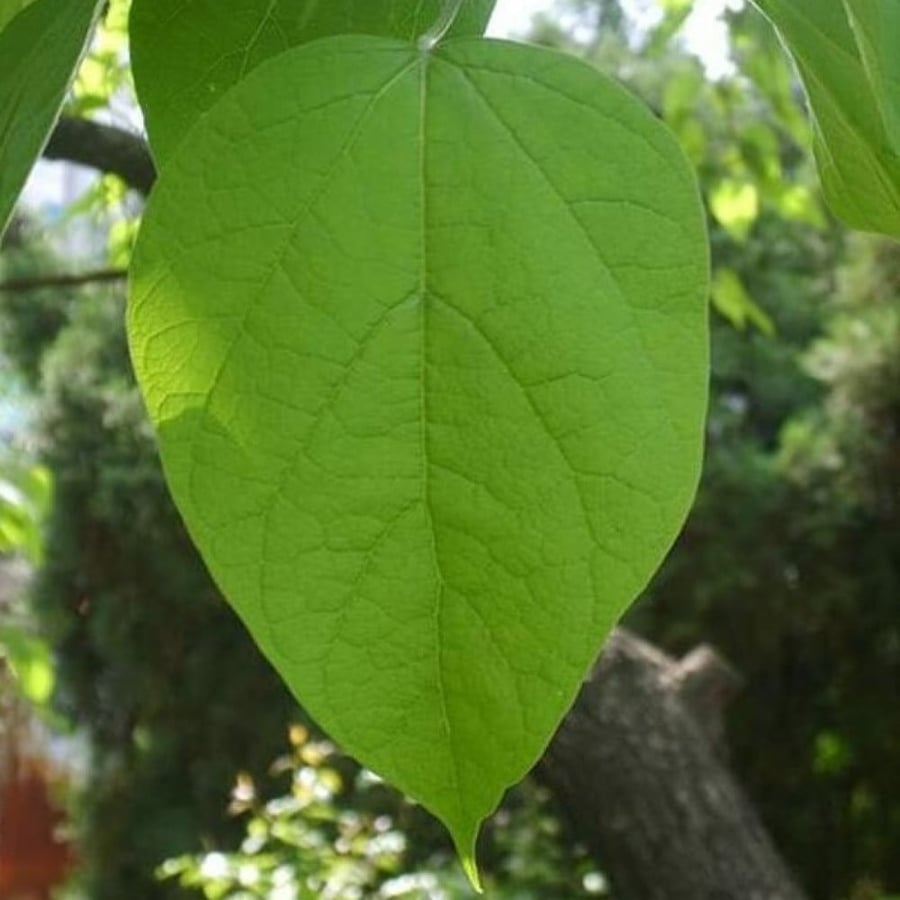 بذور شجرة كاتالبا الفول الهندي ( Catalpa bignonioides )