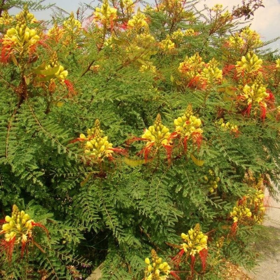 بذور شجيرة سيسالبينيا الصفراء - بونسيانا قزمية ( Caesalpinia gilliesii )