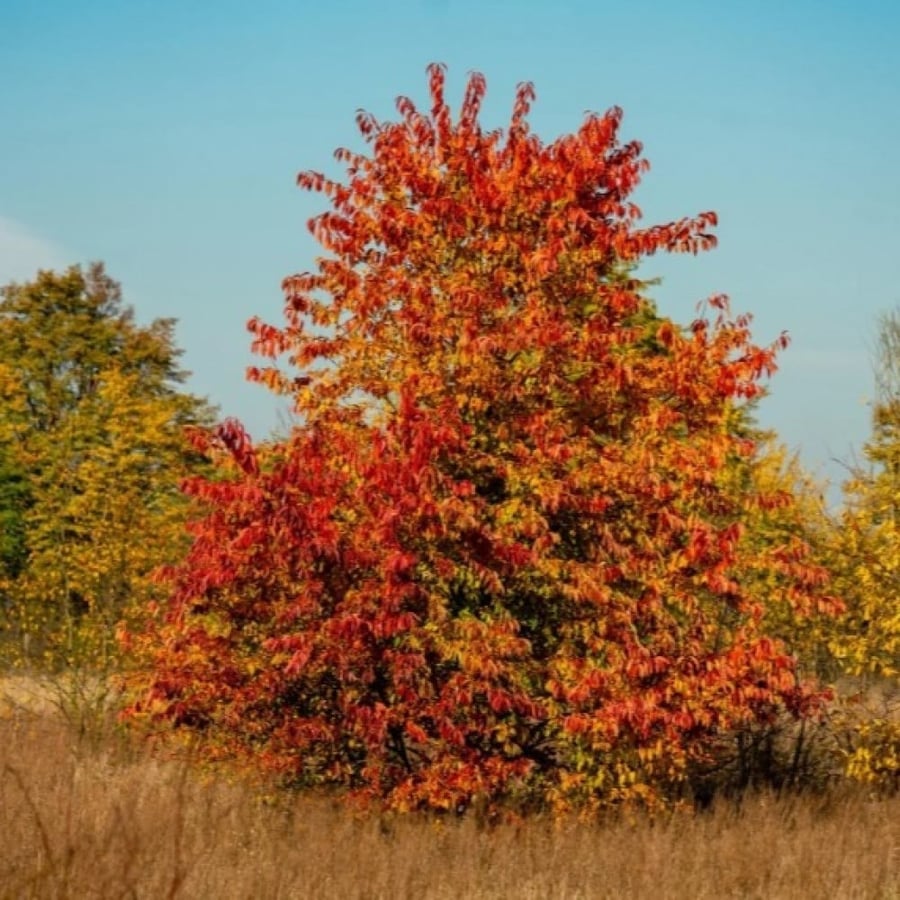 بذور شجرة الكرز الاسود ( Prunus serotina )