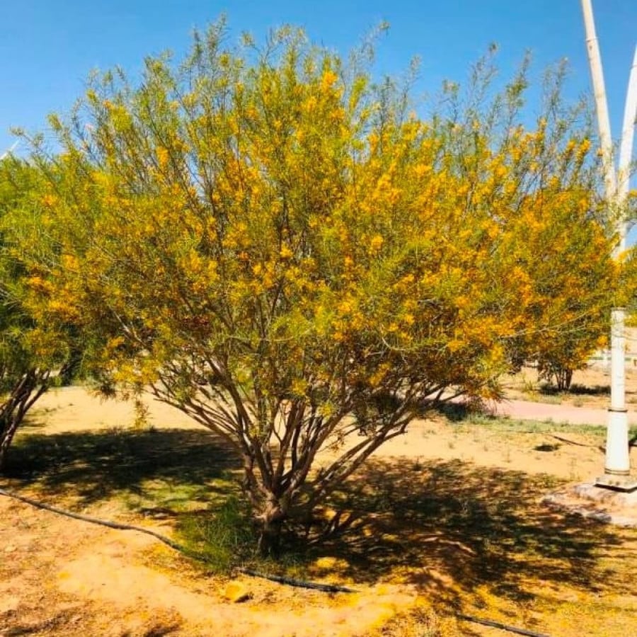 ‫بذور شجرة الطلح الاسترالي - سنط سكلوسبرما‬ ( Acacia sclerosperma )
