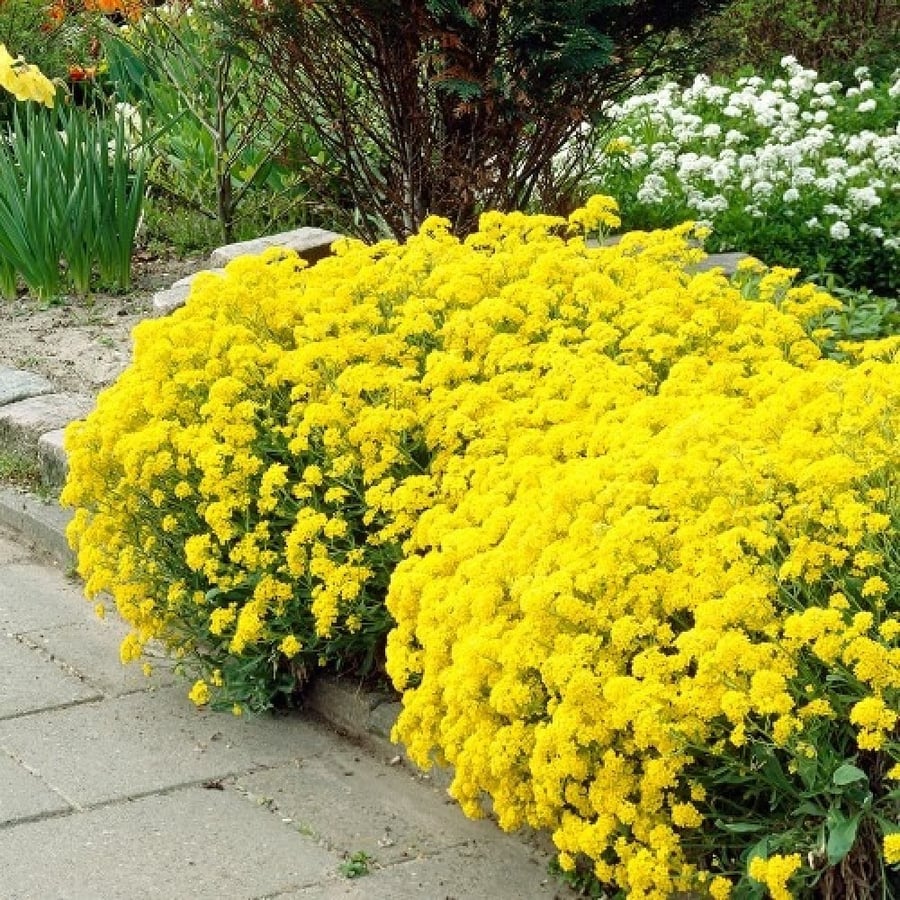 بذور زهرة الملكة - الأليسم الذهبي ( Lobularia maritima )