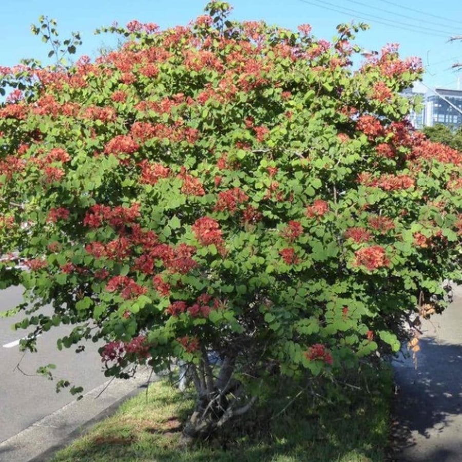 Red Bauhinia shrub seeds