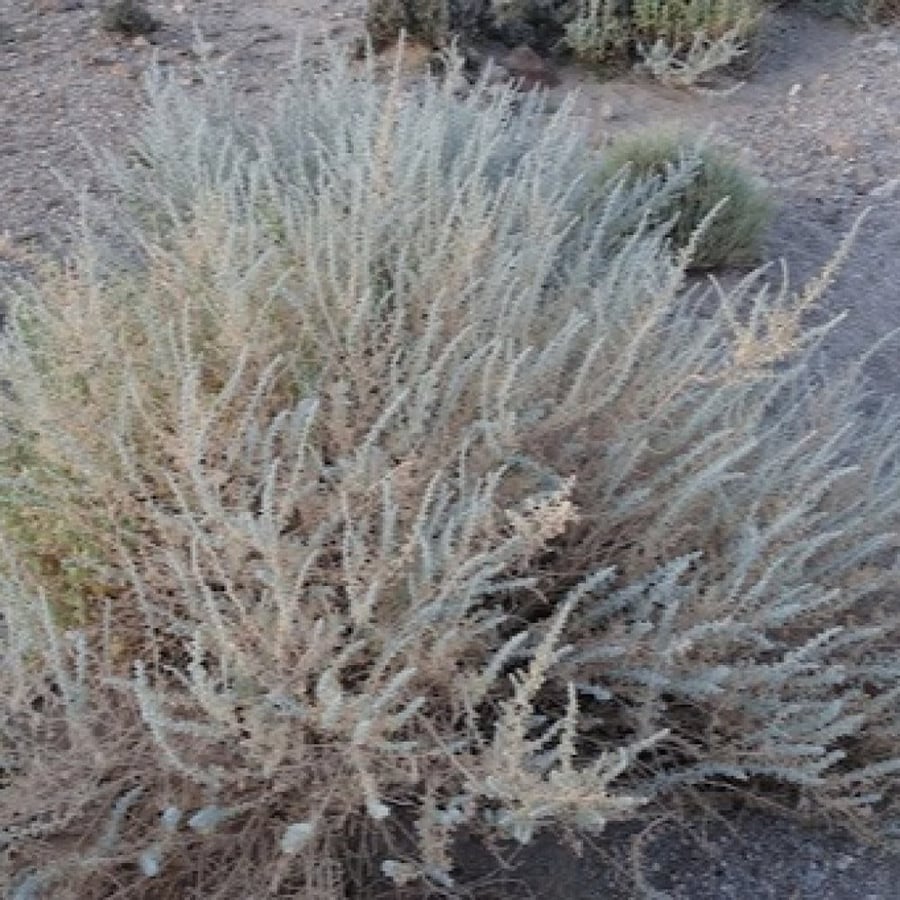 بذور عشبة البعيثران - شيح العطارين ( Artemisia Judaica )