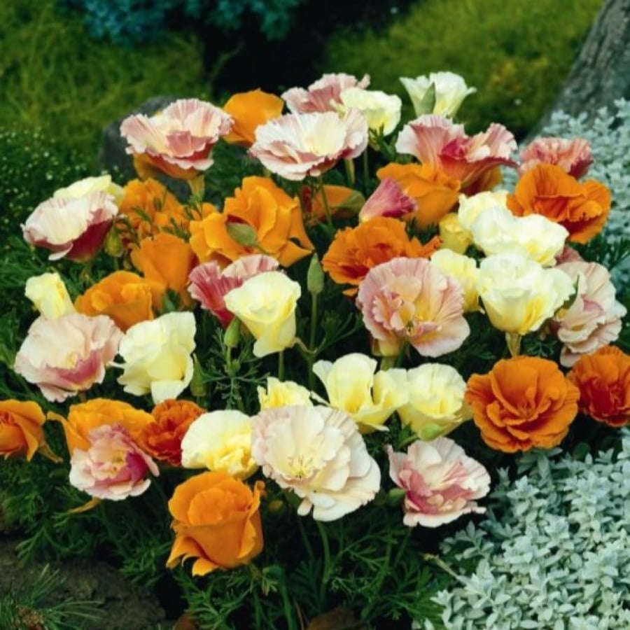 بذور ديدحان كاليفورنيا متعدد البتلات ( Eschscholzia californica )