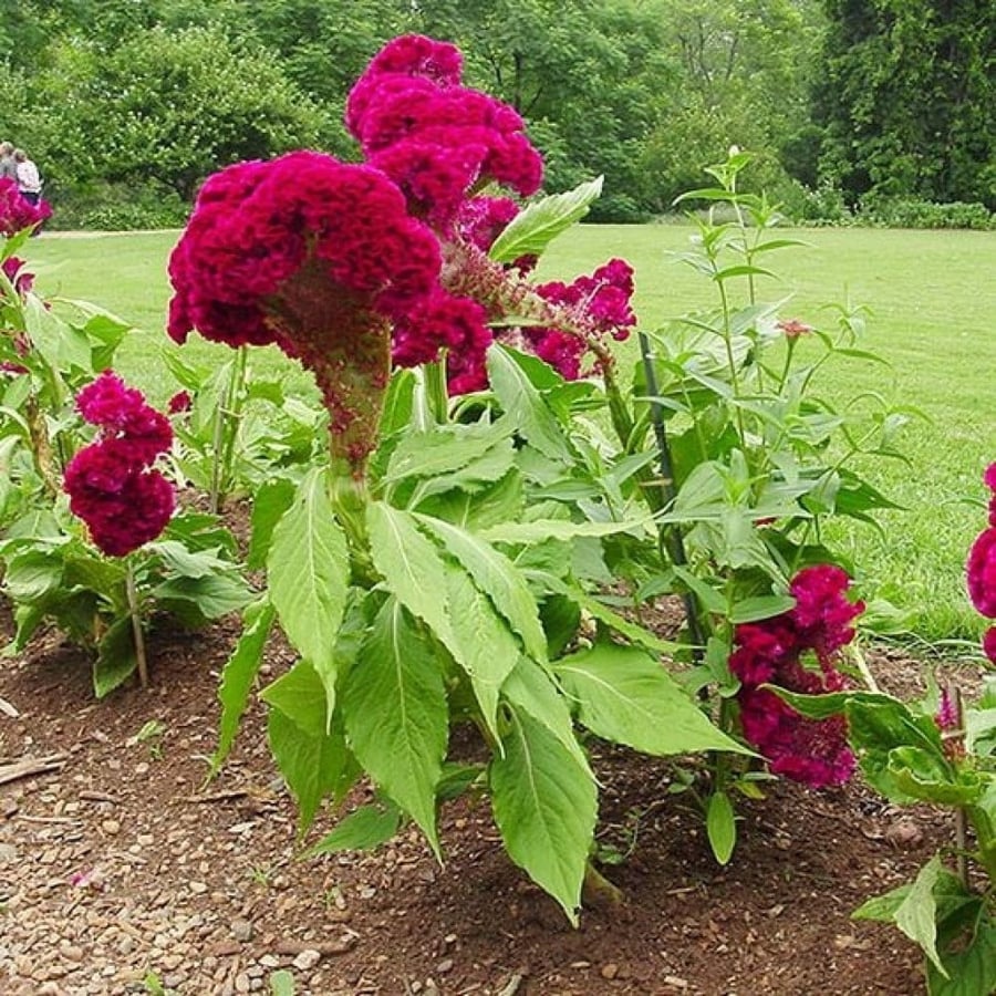 بذور زهرة عرف الديك - سيلوزيا كريستاتا ( Celosia cristata )