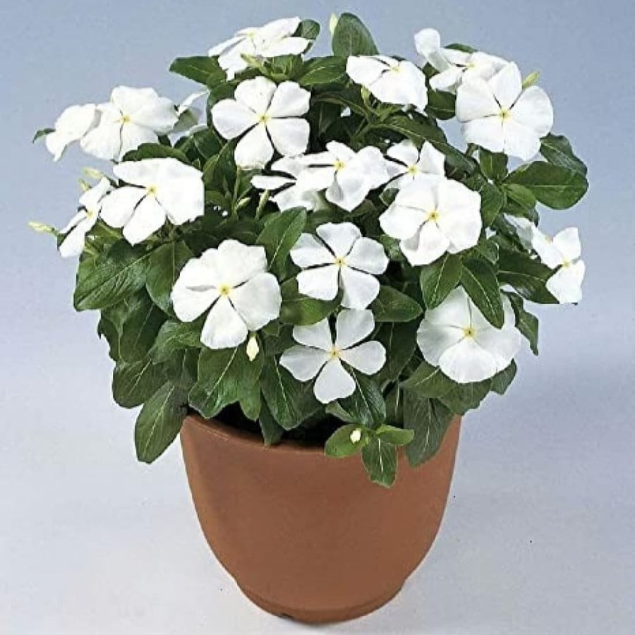 بذور البفتة البيضاء - الفينكا - الالونكا ( Catharanthus roseus )