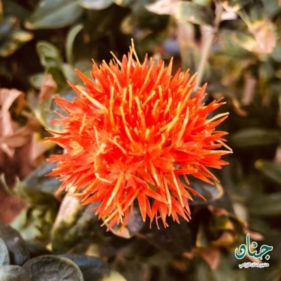بذور نبات العصفر - القرطم - الجرجوم ( carthamus tinctorius )