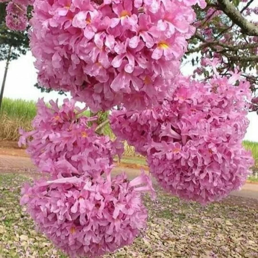 بذور شجرة الكوريزيا ( Chorisia speciosa )