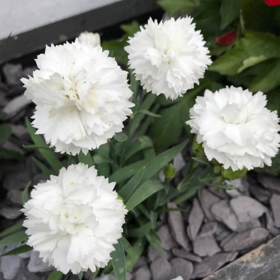 بذور زهرة القرنفل الأبيض ( Dianthus caryophyllus )