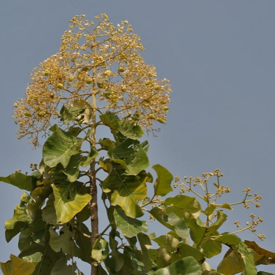 Tectona tree seeds - Teak wood (Tectona grandis)