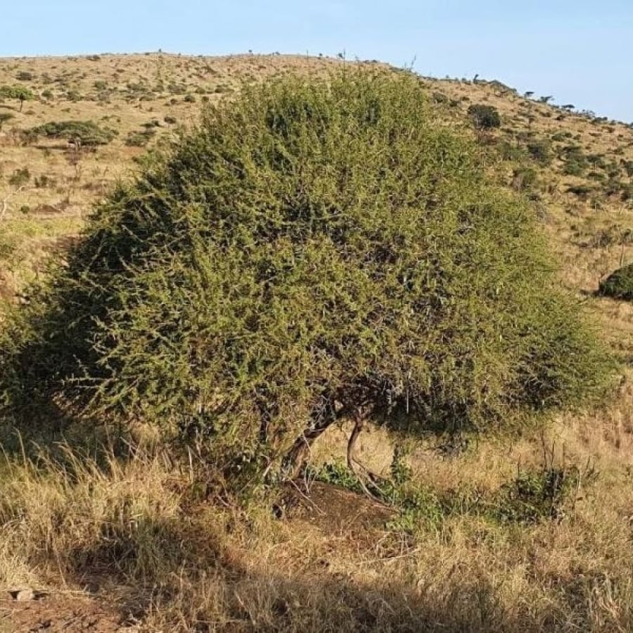 بذور قرض الحجاز ( Acacia etbaica )