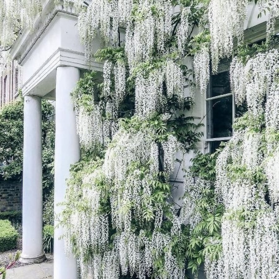 بذور شجرة ويستيريا البيضاء ( "wisteria sinensis "alba )