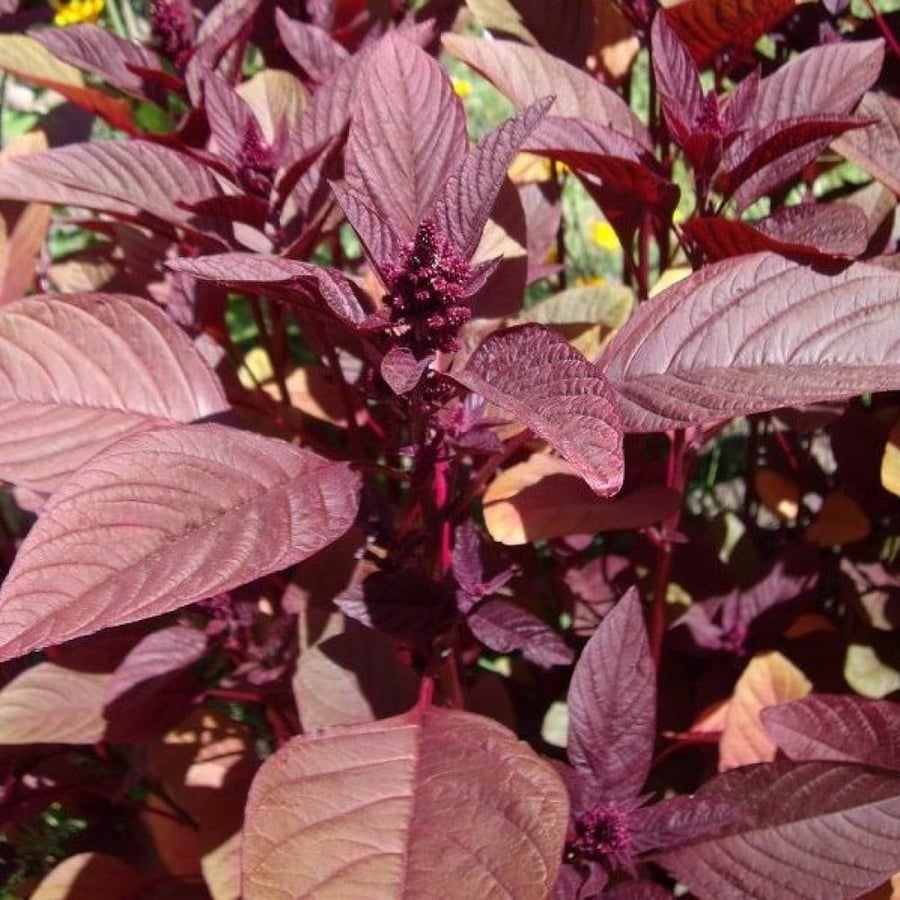 بذور الأمارنتس الأحمر - القطيفة الحمراء ( Amaranthus Cruentus )