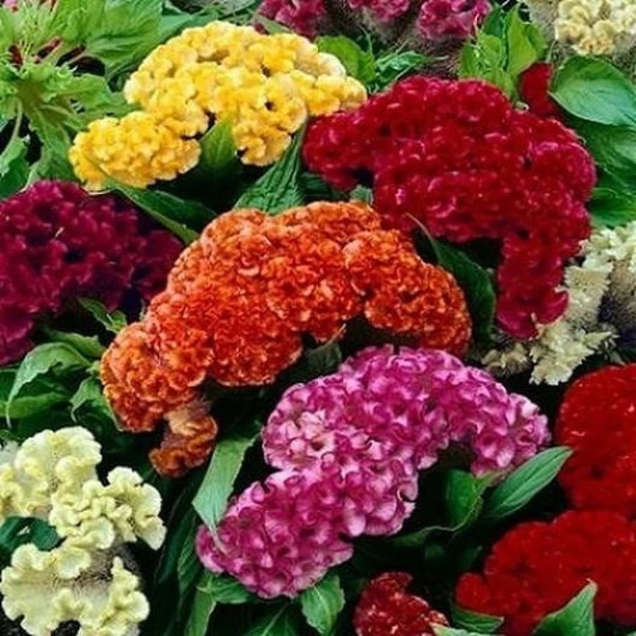 بذور زهرة عرف الديك - سيلوزيا كريستاتا ( Celosia cristata )